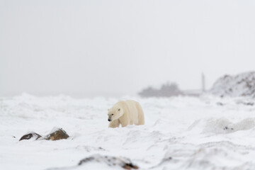 One solitary male polar bear walking across frozen, snowy landscape in arctic northern Canada during it's migration to the freezing ocean, sea ice to hunt for the winter.