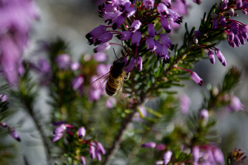 Come se fosse primavera