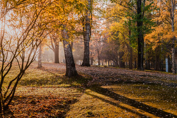 beautiful autumn landscape in the park illuminated by sunset light