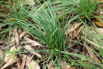 close up of a Allium chinense