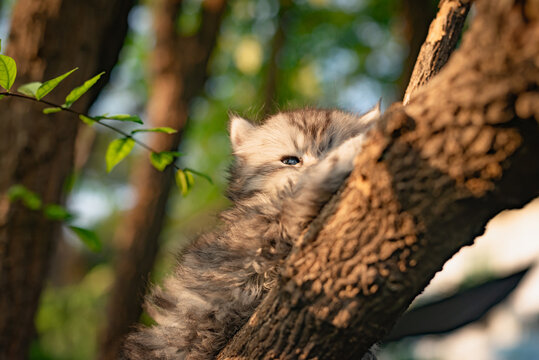 Cute persian kitten playing on a tree with a beautiful green leaves background