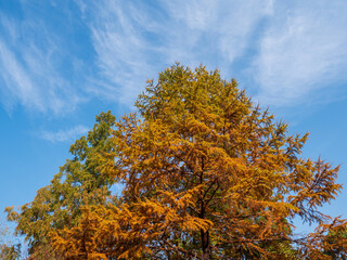 Fototapeta premium 秋の青空と紅葉した針葉樹 11月