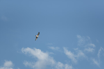Sea gull in flight on a blue sky