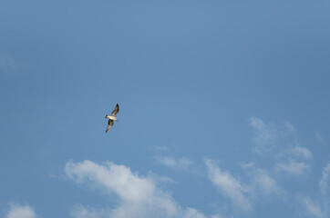 Sea gull in flight on a blue sky