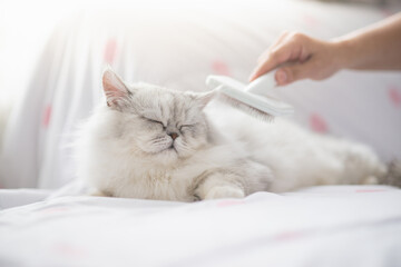 Asian woman using a comb brush Persian cat