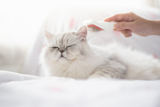 Asian woman using a comb brush Persian cat