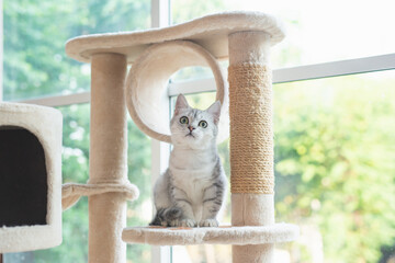 Cute American short hair cat sitting on cat tower © lalalululala