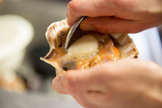 A scallop being removed from its shell
