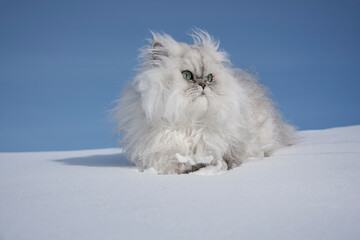 Fluffy white cat in the snow against the blue sky. close-up