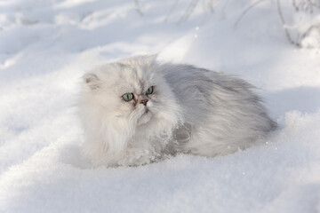 Fluffy white cat in the snow