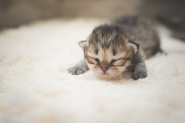 Cute newborn tabby kitten lying