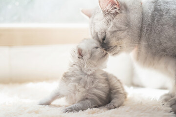 Fototapeta na wymiar American shorthair cat kissing her kitten