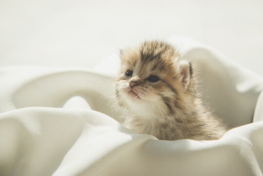Cute kitten sitting on white fabric under sunlight