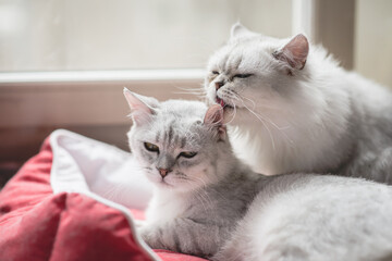 two cats lying on red bed at home in winter day