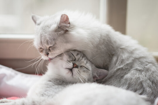 Two Cats Lying On Red Bed At Home In Winter Day