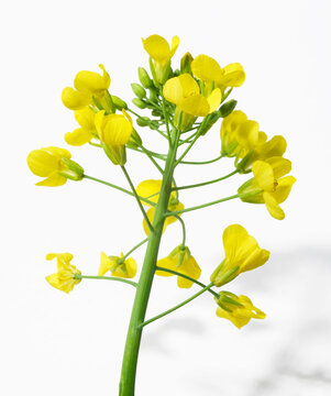 Rape flowers