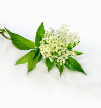 Elderflowers