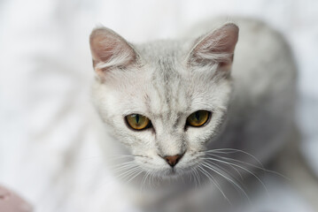 Cute cat lying on white bed and looking at camera