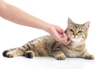 Woman's  hand petting a cat on white background isolated