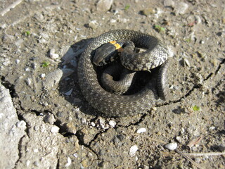 Fototapeta premium snake in the ground