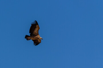 Griffon vulture (Gyps fulvus) in flight over the Sierra de Grazalema in Andalusia, Spain.