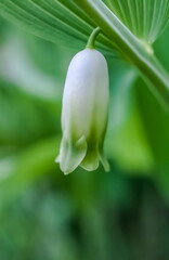 Obraz premium Flower bought (polygonatum) closeup on a green background