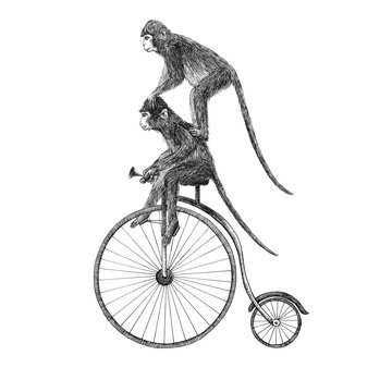 Beautiful stock pencil illustration with two cute monkeys on bicycle.