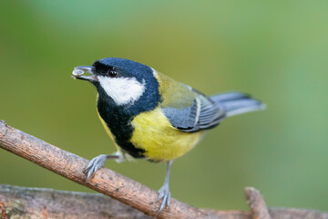 Blue Tit (Cyanistes caeruleus) in autumn.