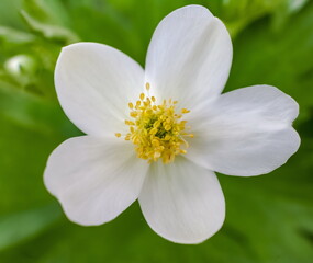 Flowers anemone nemorosa close-up on green background