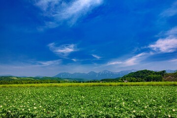 Fototapeta na wymiar 北海道・美瑛町 初夏の十勝岳連峰の風景