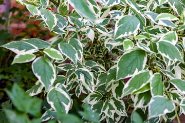 Twocolor shrub leaves