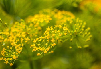 Dill inflorescence closeup