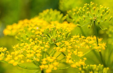 Dill inflorescence closeup