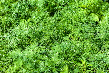 Dew drops on dill closeup