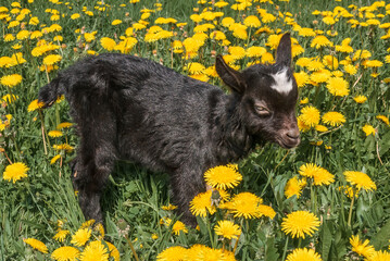 Domestic Goat (Capra aegagrus hircus) kid in meadow