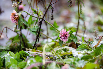 flowers in the garden