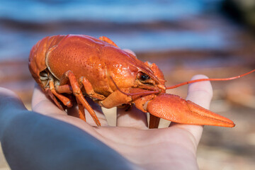 Red boiled crayfish on the hand close-up