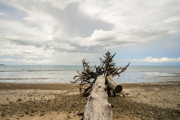 Dead timber at seashore against cloudy sky