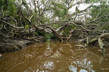 Beautiful growing tree branches in canal.