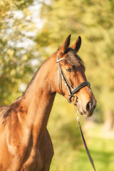 A brown horse head, with a bridle, in the autumn evening sun