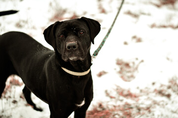 Beautiful black great dane mix breed dog in winter