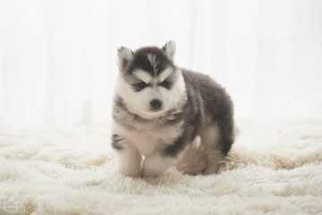 Cute siberian husky puppy sitting in the living room