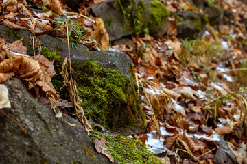 moss on the tree