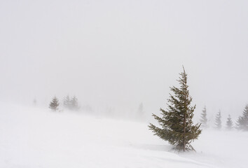 Green spruce on a snow-covered mountainside during a blizzard.