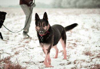 Beautiful young german shepherd dog with broken leg on snow, winter