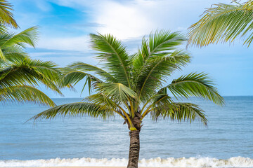 Fototapeta na wymiar Coconut tree at seashore against blue sky.