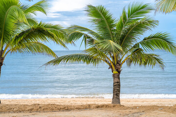 Obraz na płótnie Canvas Coconut tree at seashore against blue sky.
