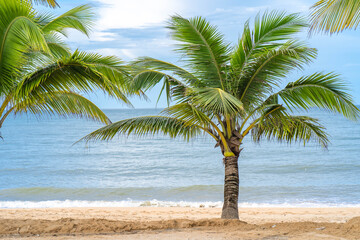 Coconut tree at seashore against blue sky.