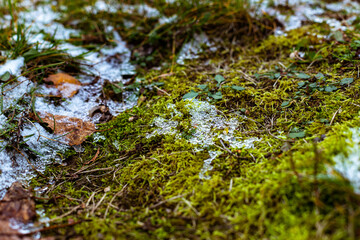 moss on the stone