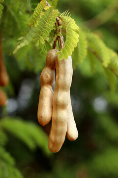 Tamarind tree tropical fruit, tamarind fruit on tree with leaves